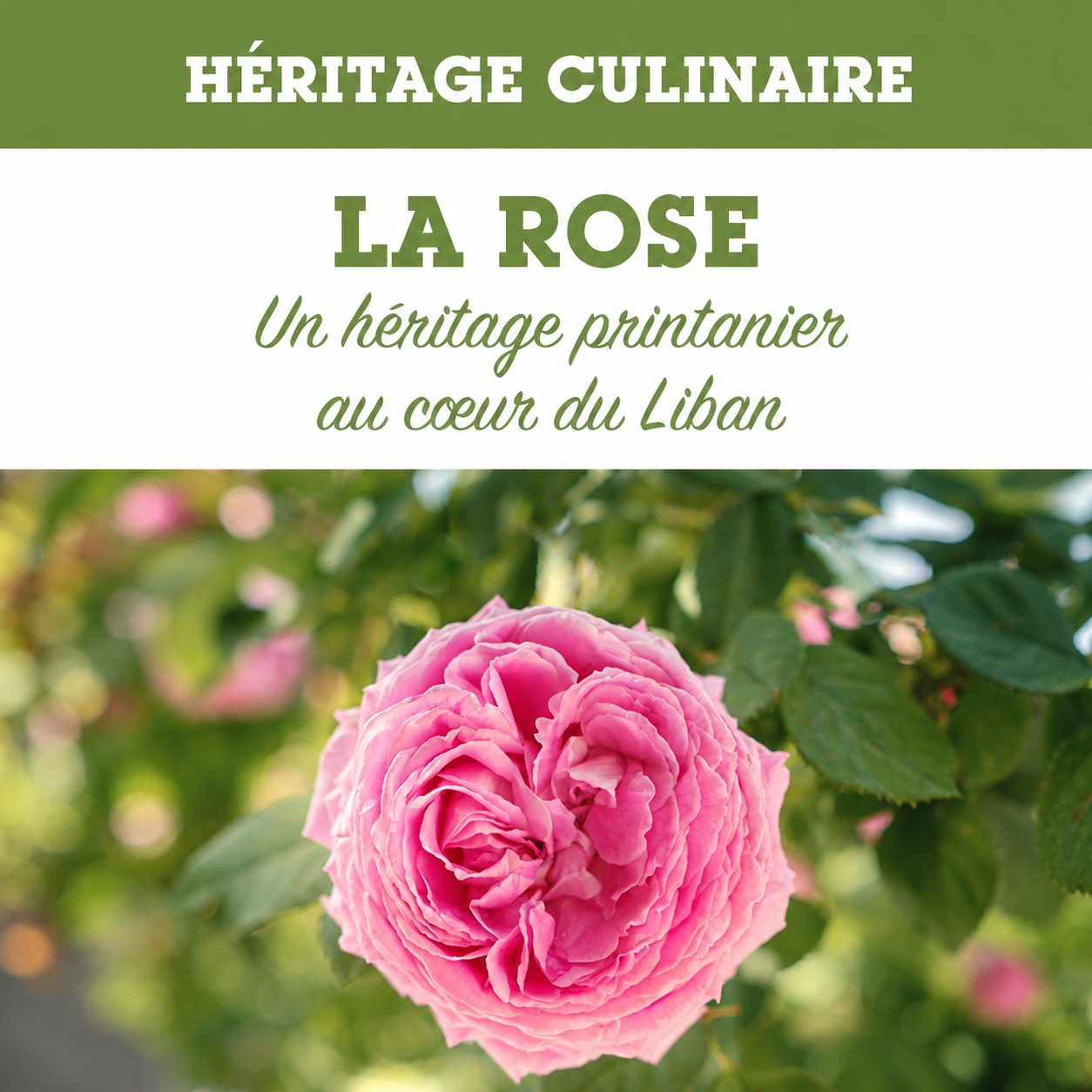 Rose, a floral heritage of Lebanon