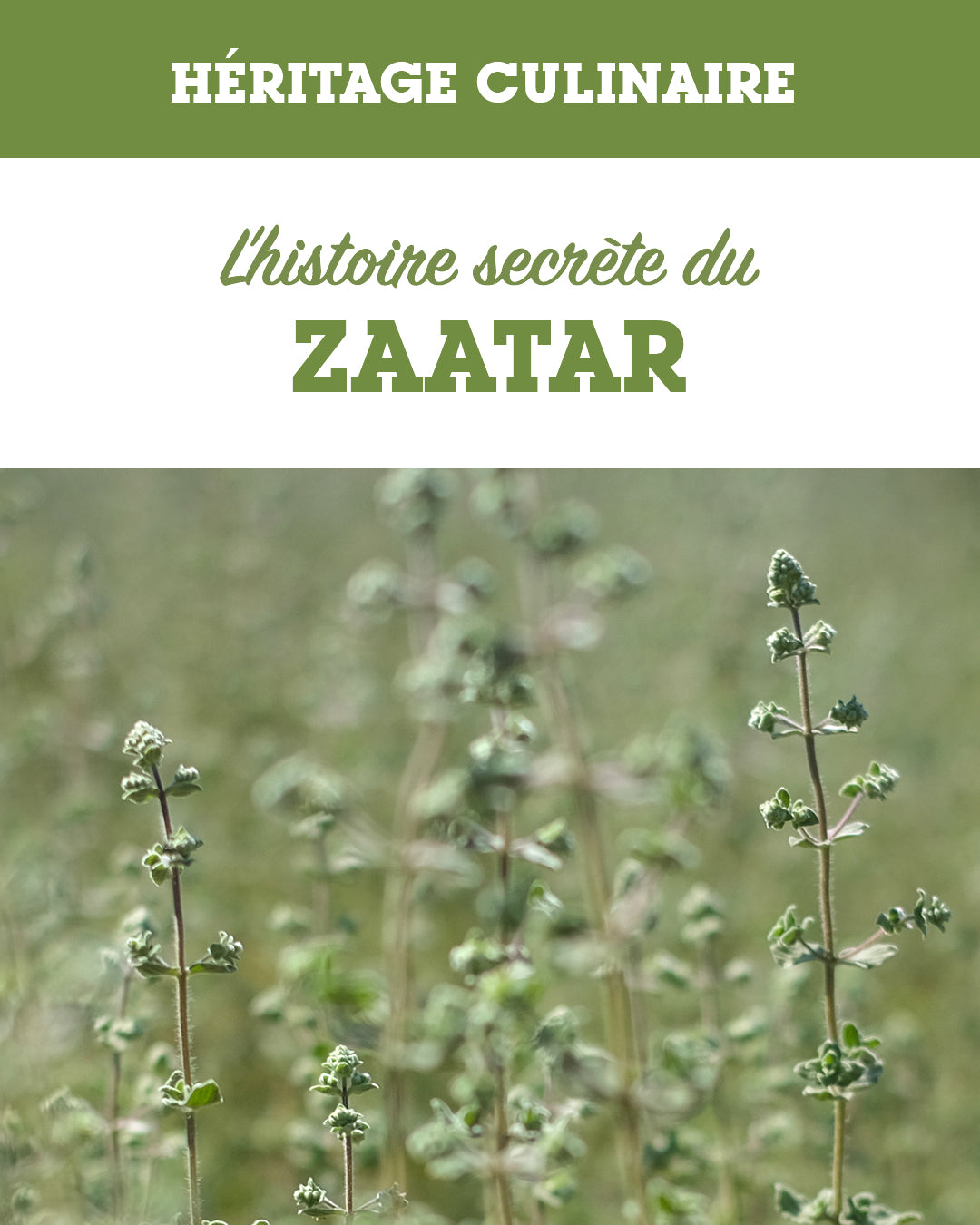 Zaatar, the soul of Levantine cuisine